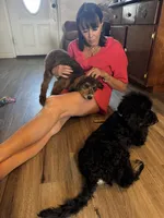Ranger, a male Miniature Bernedoodle for sale in Wickenburg, AZ – 3 of 5