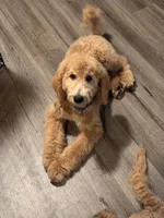 Scout, a male Miniature Bernedoodle for sale in Wickenburg, AZ – 1 of 5