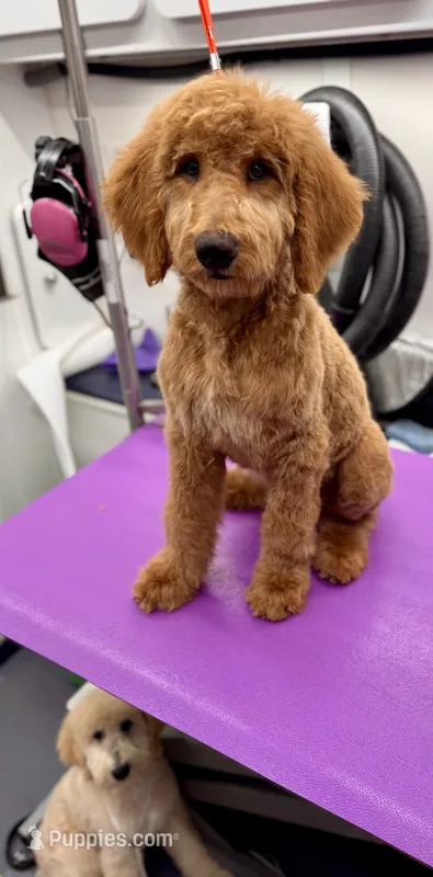 Trek – Miniature Bernedoodle puppy for sale in Wickenburg, AZ