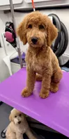 Trek, a male Miniature Bernedoodle for sale in Wickenburg, AZ – 1 of 4