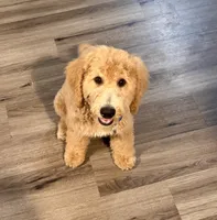 Scout, a male Miniature Bernedoodle for sale in Wickenburg, AZ – 2 of 5