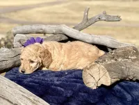 Sierra, a female Miniature Bernedoodle for sale in Wickenburg, AZ – 3 of 3