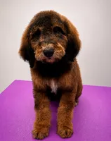 Ranger, a male Miniature Bernedoodle for sale in Wickenburg, AZ – 2 of 2