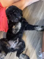 River, a male Miniature Bernedoodle for sale in Wickenburg, AZ – 5 of 7