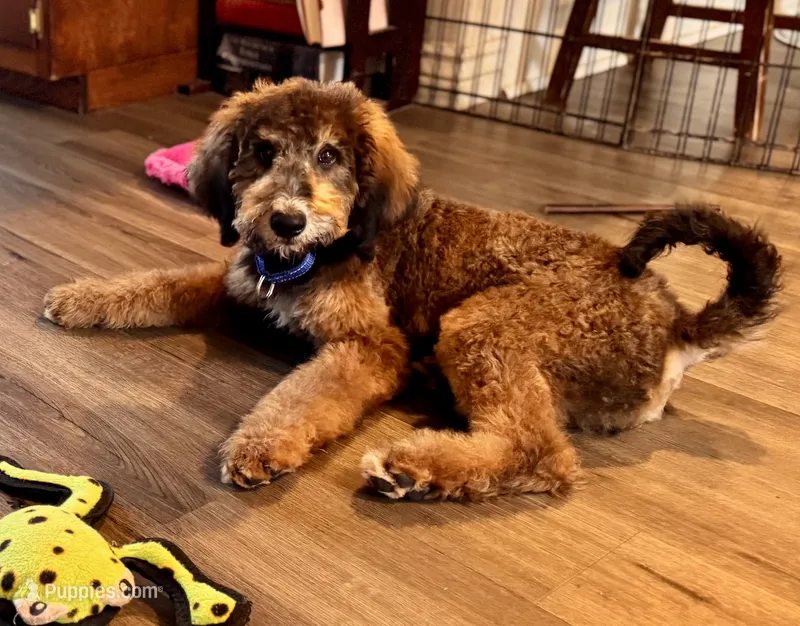 Ranger – Miniature Bernedoodle puppy for sale in Wickenburg, AZ