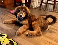 Ranger, a male Miniature Bernedoodle for sale in Wickenburg, AZ – 1 of 5