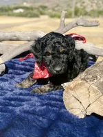 River, a male Miniature Bernedoodle for sale in Wickenburg, AZ – 2 of 2