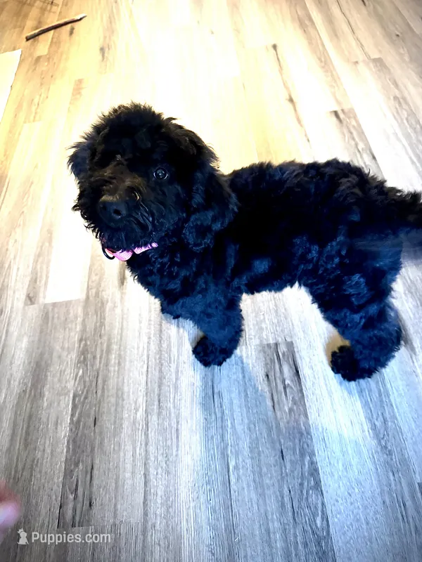 Aspen – Miniature Bernedoodle puppy for sale in Wickenburg, AZ