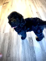 Aspen, a female Miniature Bernedoodle for sale in Wickenburg, AZ – 1 of 4