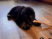 River, a male Miniature Bernedoodle for sale in Wickenburg, AZ – 1 of 7