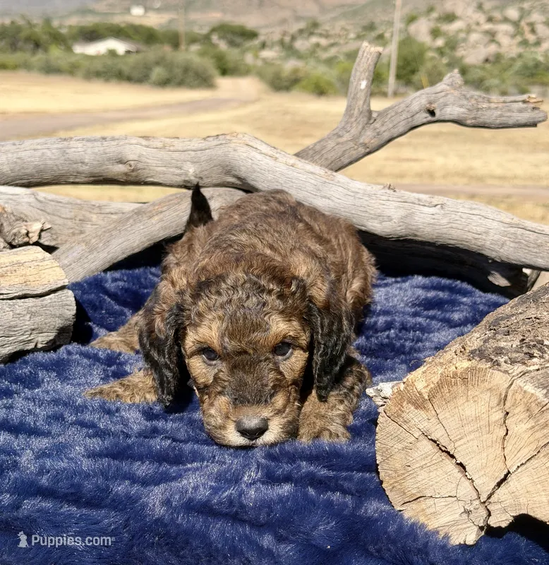 Ranger – Miniature Bernedoodle puppy for sale in Wickenburg, AZ