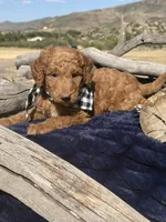 Trek, a male Miniature Bernedoodle for sale in Wickenburg, AZ – 1 of 1