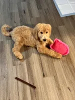 Scout, a male Miniature Bernedoodle for sale in Wickenburg, AZ – 3 of 5