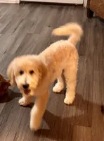 Summit, a male Miniature Bernedoodle for sale in Wickenburg, AZ – 6 of 8
