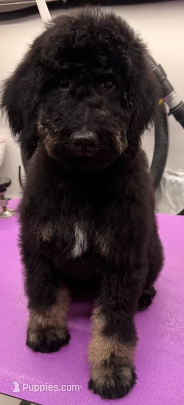 River – Miniature Bernedoodle puppy for sale in Wickenburg, AZ