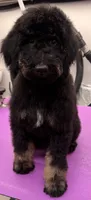River, a male Miniature Bernedoodle for sale in Wickenburg, AZ – 1 of 2