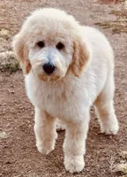Summit, a male Miniature Bernedoodle for sale in Wickenburg, AZ – 1 of 2