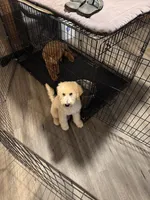 Summit, a male Miniature Bernedoodle for sale in Wickenburg, AZ – 8 of 8