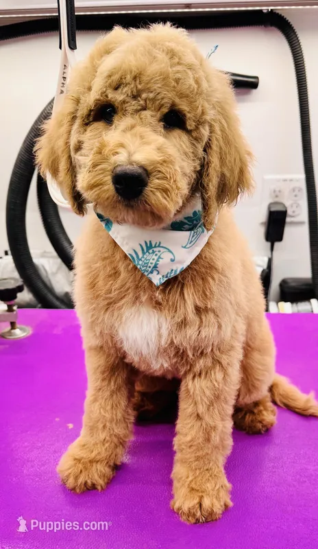 Canyon, a male Miniature Bernedoodle for sale in Wickenburg, AZ – 1 of 2