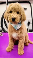 Canyon, a male Miniature Bernedoodle for sale in Wickenburg, AZ – 1 of 2