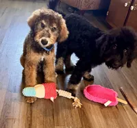 Ranger, a male Miniature Bernedoodle for sale in Wickenburg, AZ – 2 of 5