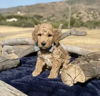 Scout, a male Miniature Bernedoodle for sale in Wickenburg, AZ – 2 of 2