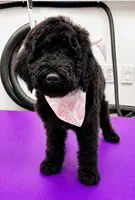 Aspen, a female Miniature Bernedoodle for sale in Wickenburg, AZ – 2 of 2