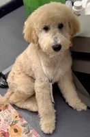 Summit, a male Miniature Bernedoodle for sale in Wickenburg, AZ – 3 of 8