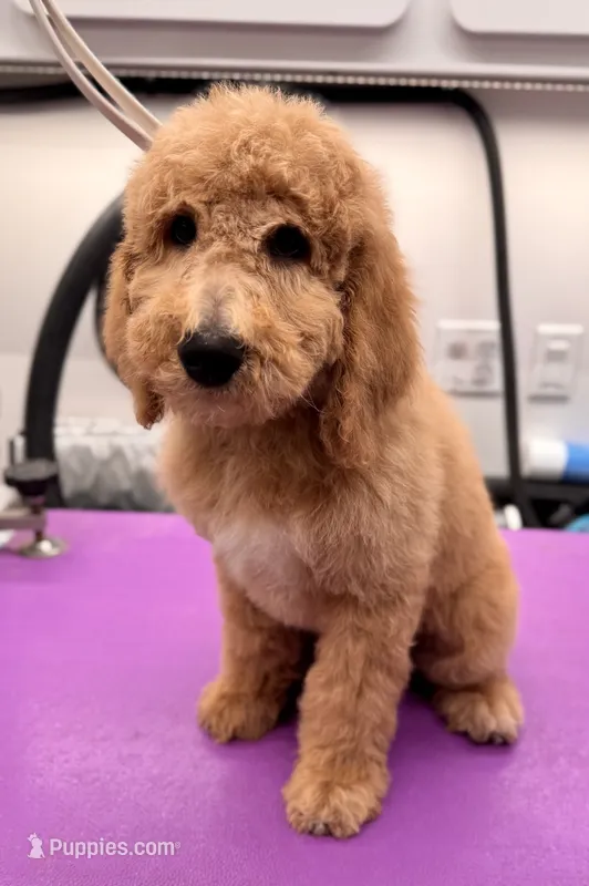 Scout, a male Miniature Bernedoodle for sale in Wickenburg, AZ – 1 of 2