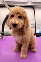 Scout, a male Miniature Bernedoodle for sale in Wickenburg, AZ – 1 of 2