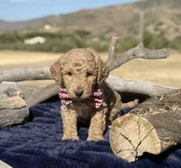 Canyon, a male Miniature Bernedoodle for sale in Wickenburg, AZ – 2 of 2