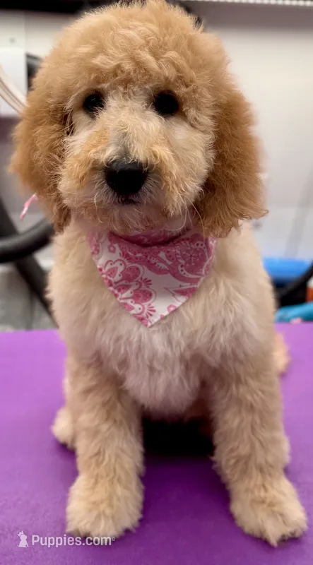 Sierra, a female Miniature Bernedoodle for sale in Wickenburg, AZ – 1 of 3
