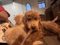 Trek, a male Miniature Bernedoodle for sale in Wickenburg, AZ – 2 of 4
