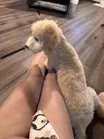 Summit, a male Miniature Bernedoodle for sale in Wickenburg, AZ – 7 of 8
