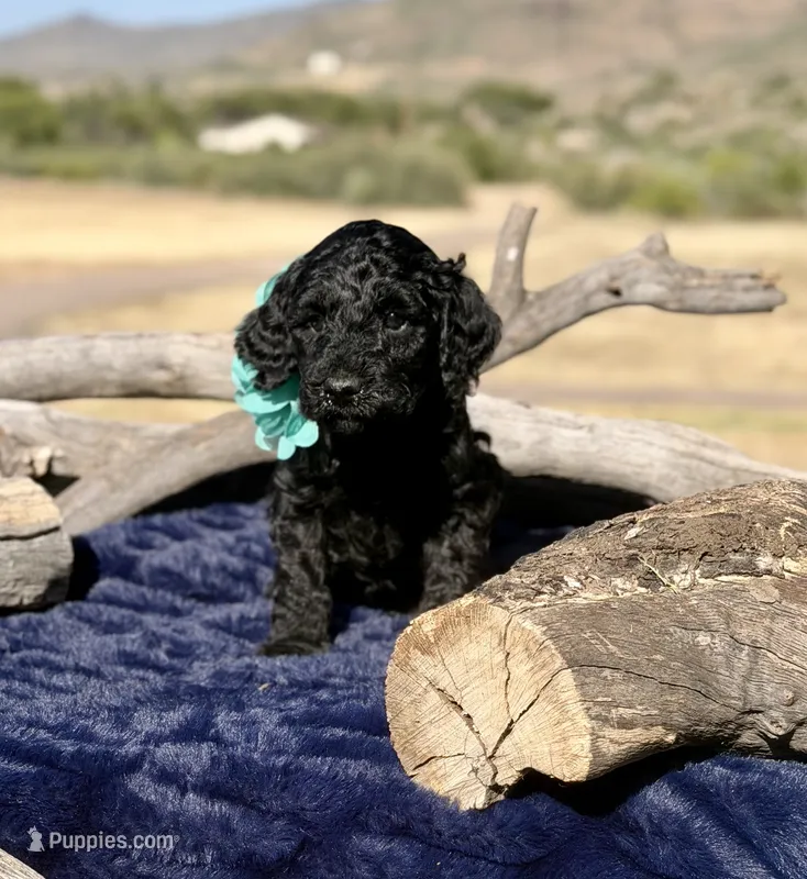Aspen, a female Miniature Bernedoodle for sale in Wickenburg, AZ – 1 of 2