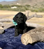 Aspen, a female Miniature Bernedoodle for sale in Wickenburg, AZ – 1 of 2