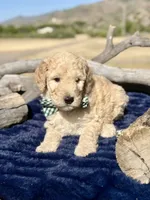 Summit, a male Miniature Bernedoodle for sale in Wickenburg, AZ – 2 of 2