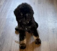 River, a male Miniature Bernedoodle for sale in Wickenburg, AZ – 3 of 7