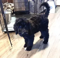 Aspen, a female Miniature Bernedoodle for sale in Wickenburg, AZ – 3 of 4