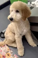 Summit, a male Miniature Bernedoodle for sale in Wickenburg, AZ – 5 of 8