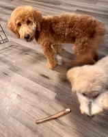 Trek, a male Miniature Bernedoodle for sale in Wickenburg, AZ – 3 of 4