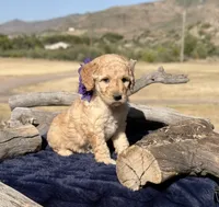 Sierra, a female Miniature Bernedoodle for sale in Wickenburg, AZ – 2 of 3