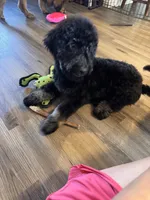 River, a male Miniature Bernedoodle for sale in Wickenburg, AZ – 6 of 7