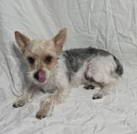 Reduced--CASPER (CKC/Parti), a male Yorkshire Terrier for sale in Knoxville, TN – 3 of 3