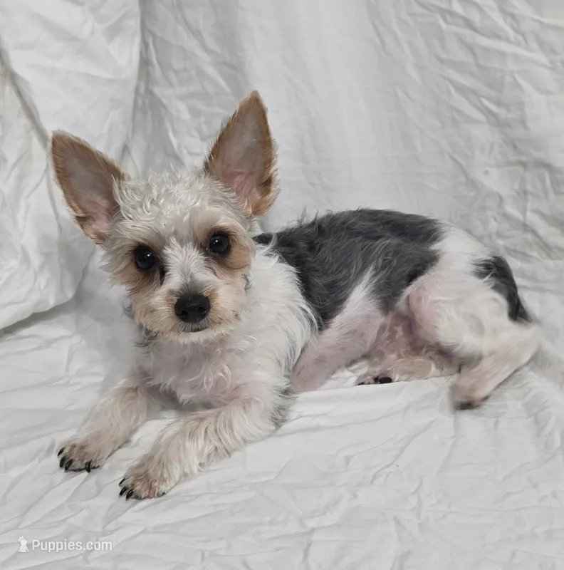 Reduced--CARLTON (CKC/Parti) – Yorkshire Terrier puppy for sale in Knoxville, TN