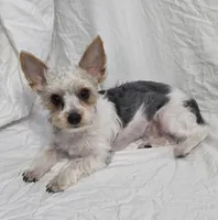 Reduced--CARLTON (CKC/Parti), a male Yorkshire Terrier for sale in Knoxville, TN – 1 of 3