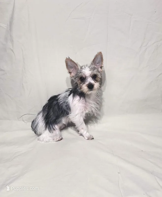 CASPER (CKC/Parti) – Yorkshire Terrier puppy for sale in Knoxville, TN