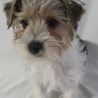 CANDI (CKC/Parti), a female Yorkshire Terrier for sale in Knoxville, TN – Photo 7 of 7