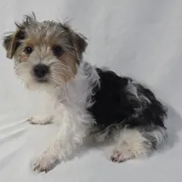 CANDI (CKC/Parti), a female Yorkshire Terrier for sale in Knoxville, TN – Photo 6 of 7