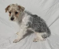 CANDI (CKC/Parti), a female Yorkshire Terrier for sale in Knoxville, TN – Photo 2 of 7